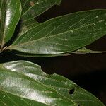 Nectandra membranacea Feuille