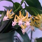 Hoya multiflora Blüte