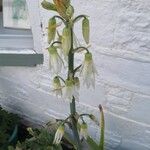 Ornithogalum candicans Flor