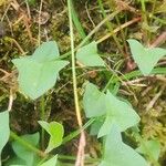Rumex scutatus Hoja