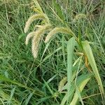 Setaria viridis ফল