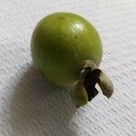 Feijoa sellowiana Плод