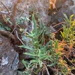 Dianthus rupicola Leaf