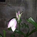 Crinum moorei Blad