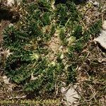 Astragalus depressus Costuma