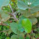 Coccoloba uvifera Blad