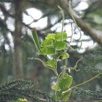 Oeonia rosea Συνήθη χαρακτηριστικά