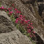 Penstemon rupicola Hábito