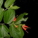 Helicteres guazumifolia Blüte