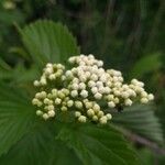 Viburnum ellipticum Fiore