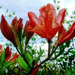 Rhododendron japonicum 花