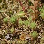 Sedum monregalense 整株植物