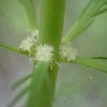 Myriophyllum aquaticum 花