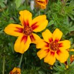 Tagetes tenuifolia Blüte