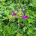 Glandularia tenera Flower