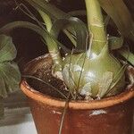 Albuca bracteata Corteza