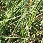 Carex flacca Feuille