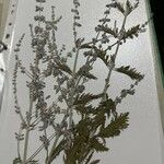 Salvia yangii برگ