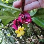 Drymonia coccinea Flor