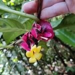 Drymonia coccineaFlower