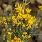 Genista microphylla Sonstige