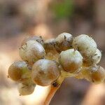 Cuscuta europaea Ffrwyth