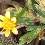 Sibbaldia procumbens Flower