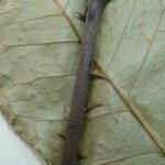 Zanthoxylum acuminatum Otro