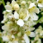 Verbascum lychnitis Цвят