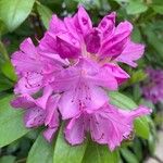 Rhododendron maximumFlor