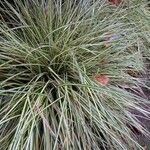 Carex ornithopoda Folha