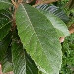 Eriobotrya japonica Likasa