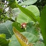 Dillenia suffruticosa Fruit