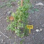 Asparagus asparagoides Habitus