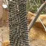 Alluaudia montagnacii Corteza