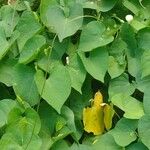 Ipomoea obscura Hoja