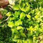 Krugiodendron ferreum Leaf