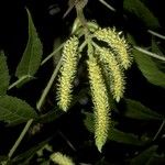 Platycarya strobilacea Flower