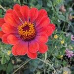 Zinnia elegans Květ