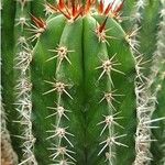 Pachycereus pecten-aboriginum Corteza