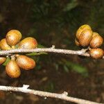 Xylopia sericea Fruit