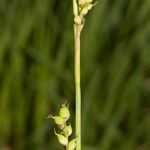 Carex globularis Corteza