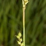 Carex globularis Kůra