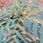 Mahonia fortunei Fruit