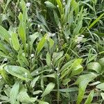 Plantago lagopusLeaf