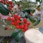 Ilex cornuta ഫലം