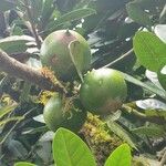 Pouteria lucuma Fruit