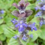 Ajuga reptansFlor