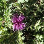 Cirsium acaulon Flower