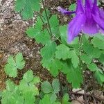 Aquilegia bertolonii Fuelha